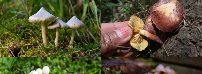 Factors That Affect the Duration of Shrooms to Work